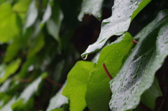 雨