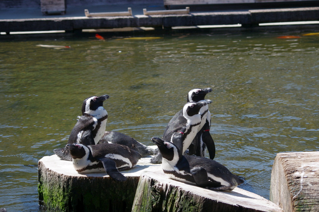 神戸花鳥園６０