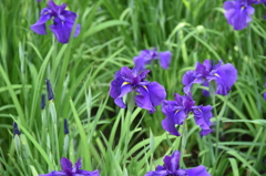 花菖蒲