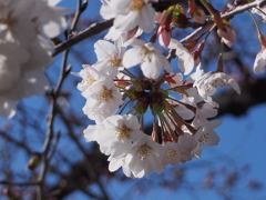 桜が咲いた