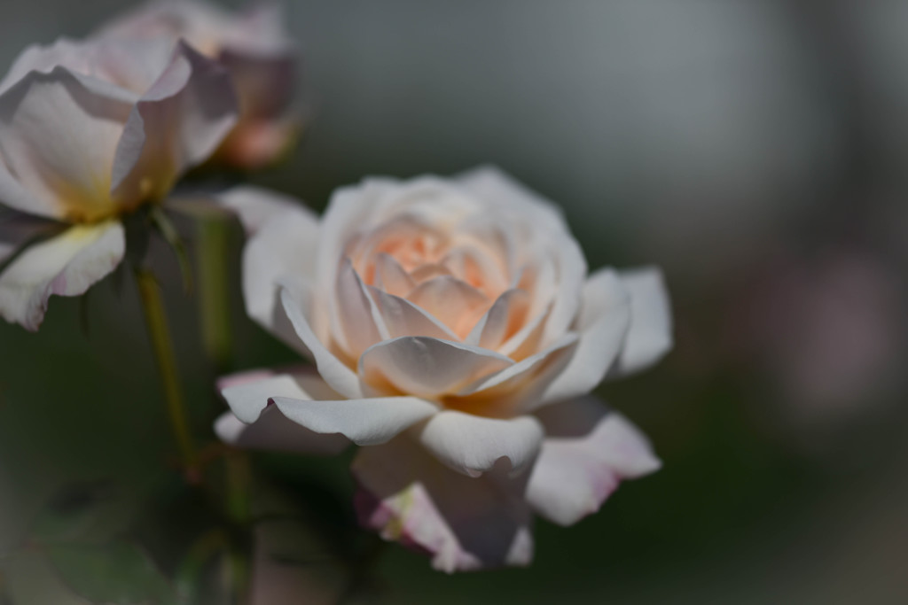 秋薔薇Ⅳ