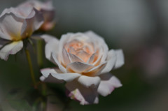 秋薔薇Ⅳ