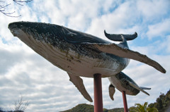 空飛ぶ鯨