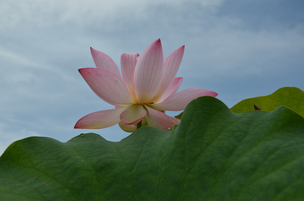 夏の青空と