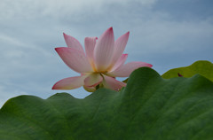 夏の青空と