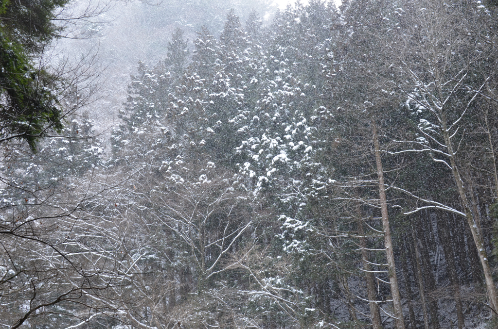 降りしきる雪の中で