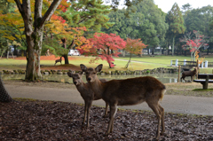 ハイポーズⅡ