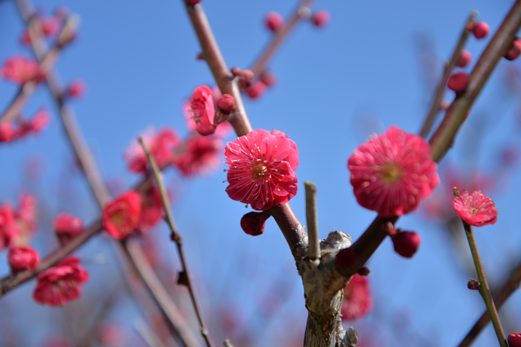 紅梅