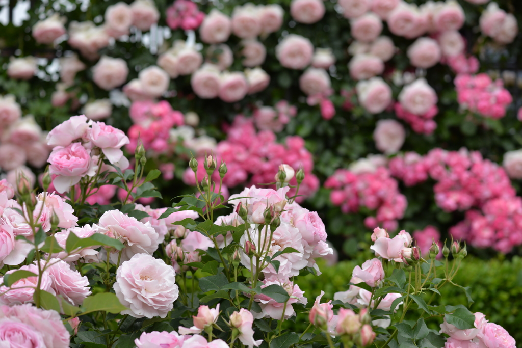 薔薇に囲まれて