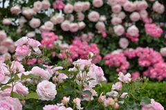 薔薇に囲まれて