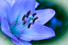 ガラスの花