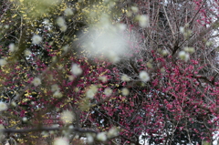 紅・白・黄