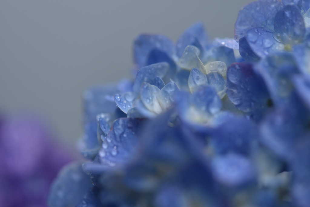 雨後の紫陽花