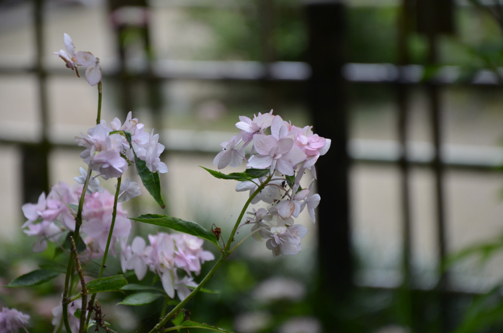 花嫁ののように