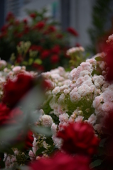 薔薇の花束