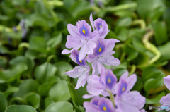 薄紫色の花