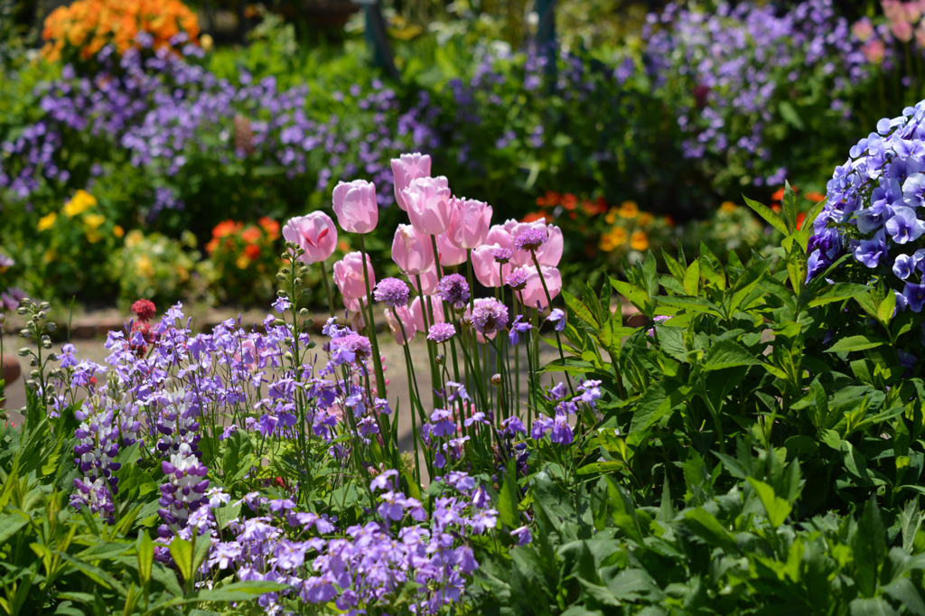 陽の光を受ける花たち