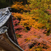 屋根と紅葉する楓