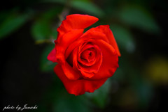 紅い薔薇が咲いた