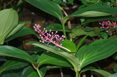 水生植物園で５