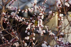 庭木にメジロが 8