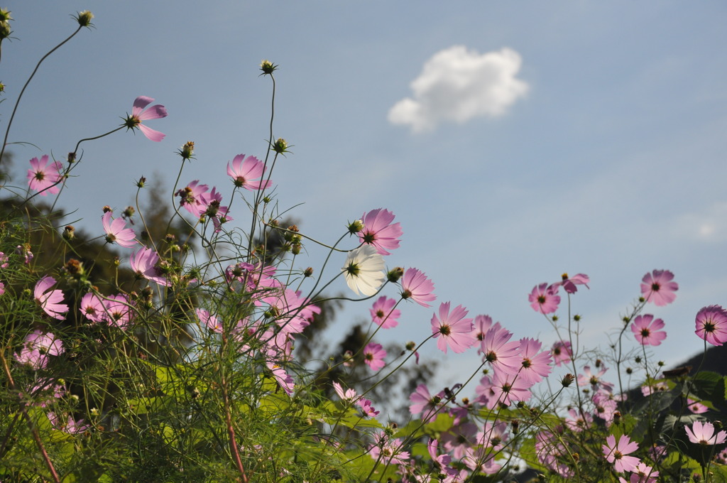 秋桜 2
