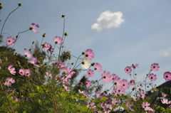 秋桜 2