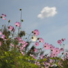 秋桜 2
