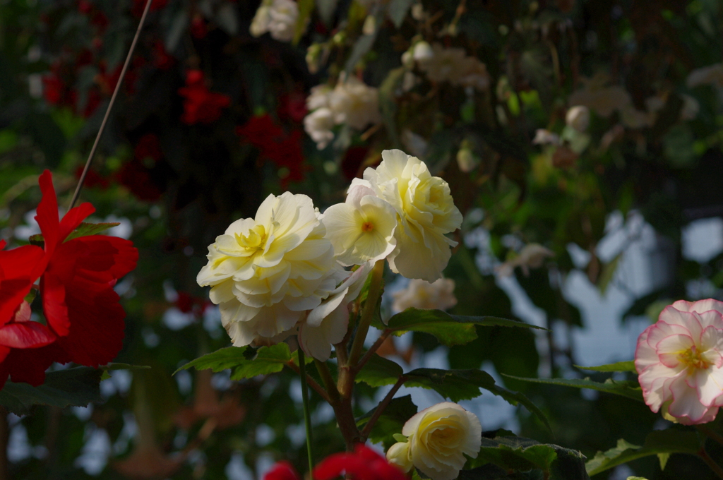 神戸花鳥園４０