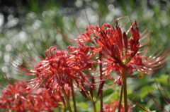 曼珠沙華