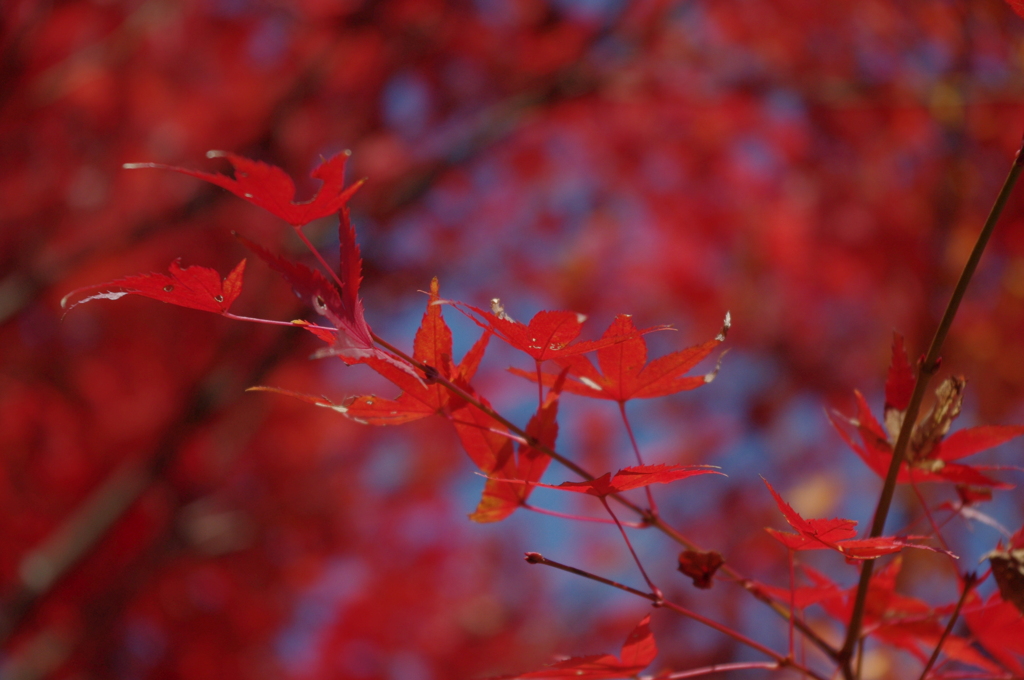 大山崎美術館の紅葉
