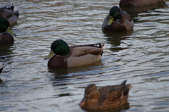 神戸花鳥園４３