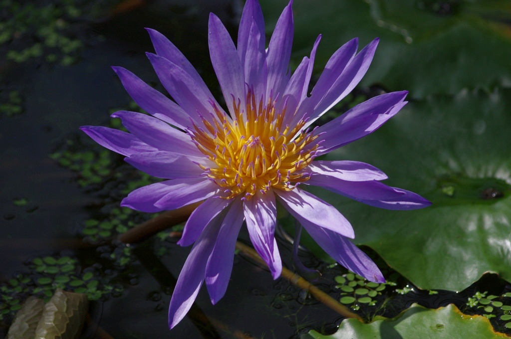 神戸花鳥園３０