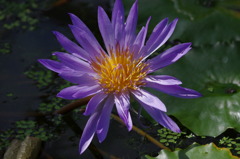 神戸花鳥園３０