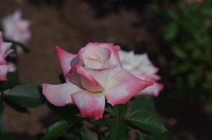 薔薇園で 1