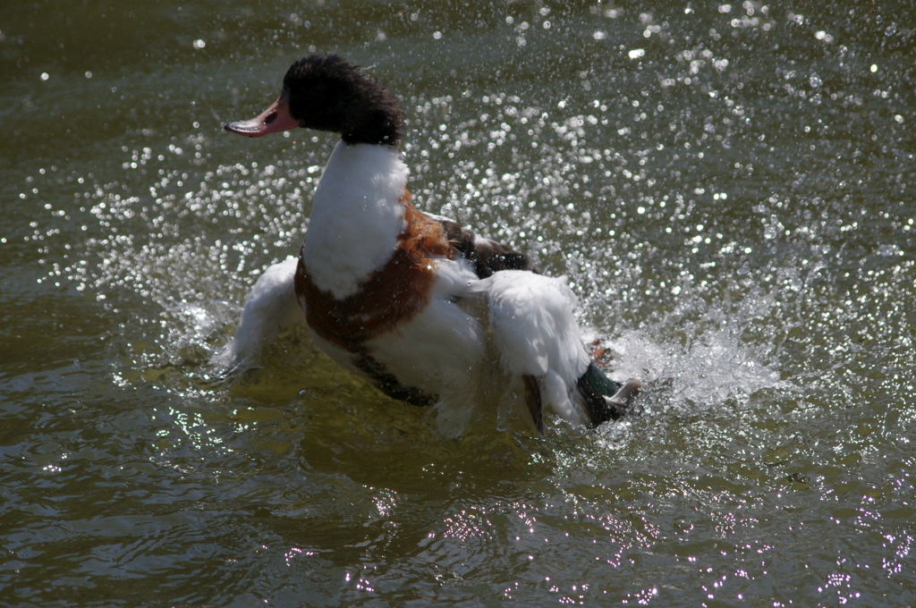 神戸花鳥園５０