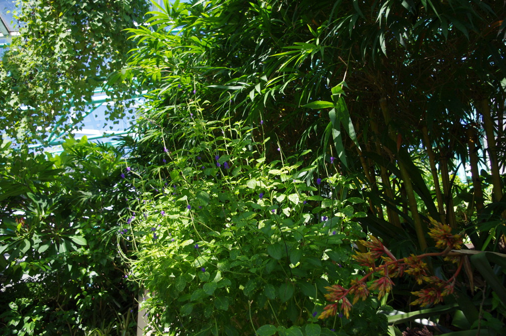 水生植物園で８