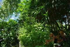 水生植物園で８