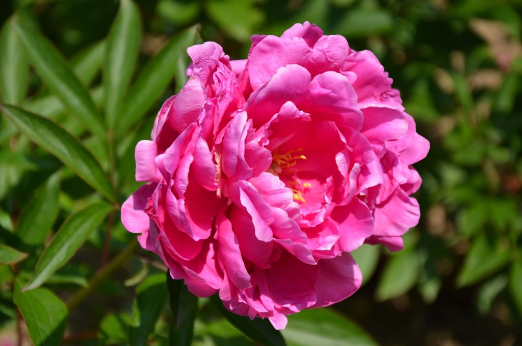 大輪の花