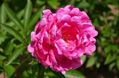 大輪の花