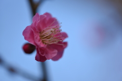 紅梅
