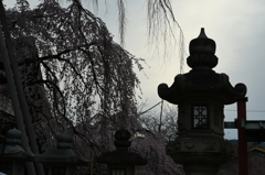 早朝の神社にて
