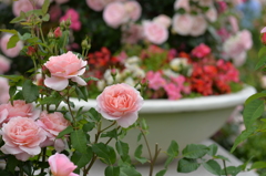 薔薇の飾り