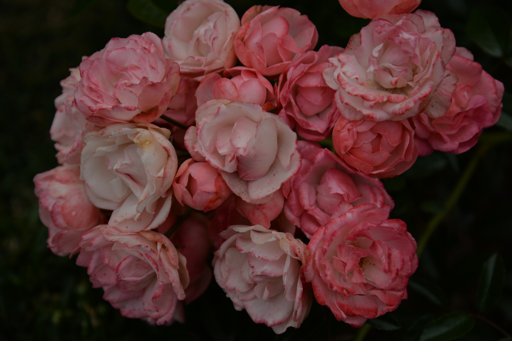 ブリューゲルの薔薇のように