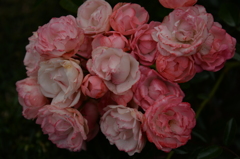 ブリューゲルの薔薇のように