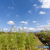 斑鳩の碧い空
