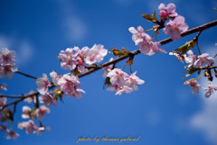 春の青空