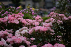 Rose Garden