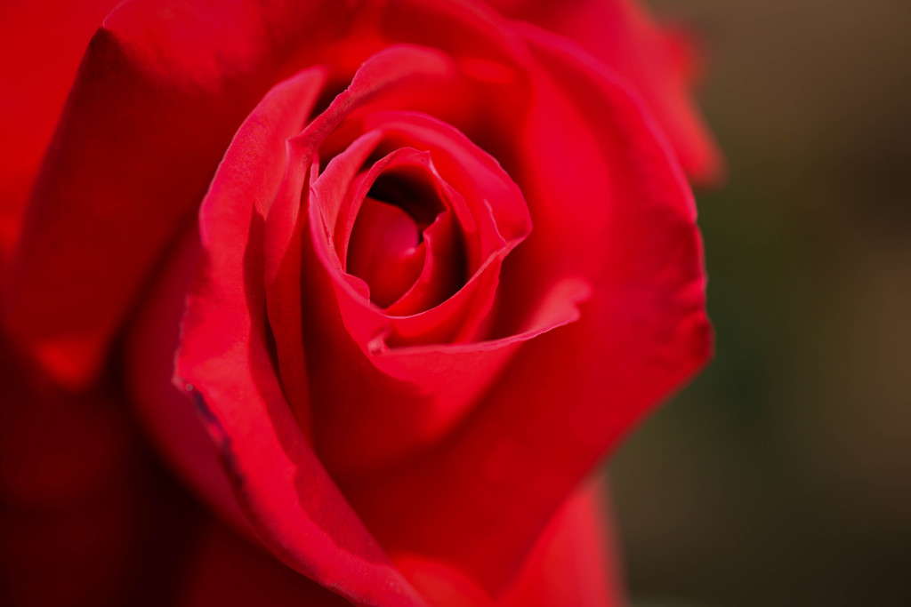 ブルーレディーに紅い薔薇