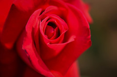 ブルーレディーに紅い薔薇